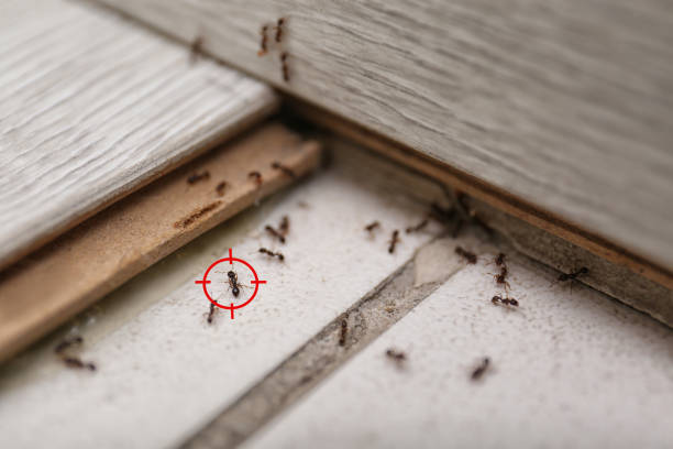 Long Hill, CT Pest Control Company