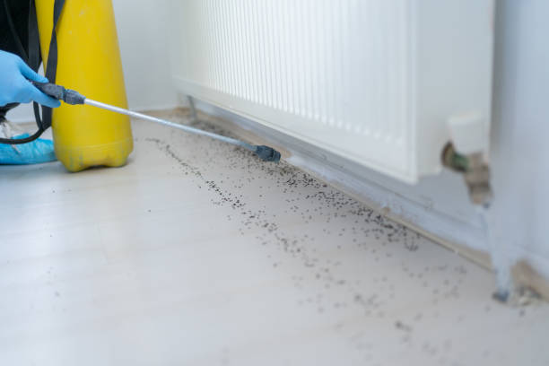Best Ant Control Services  in Long Hill, CT